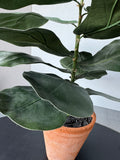 Artificial Fiddle Leaf Tree in Terracotta Pot
