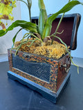 Faux Dancing Lady Orchids in Small Vintage Style Chest