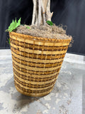 7FT Artificial Ficus Tree in Basket Planter