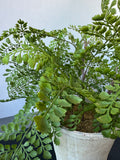 Faux Maidenhair Fern in Textured Ceramic Pot