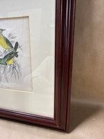 (A) Framed Nectarnia Collaris M.F. Bird Print