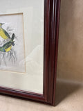 (A) Framed Nectarnia Collaris M.F. Bird Print