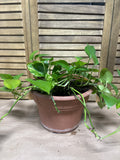 LIVE Pothos in Plastic Pot (M)