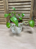(A) LIVE Pathos In Ivy Pot