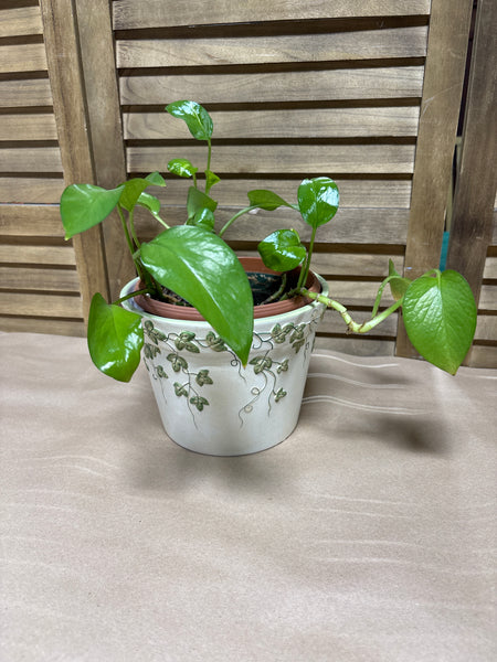 (A) LIVE Pathos In Ivy Pot
