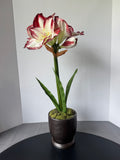 Faux Peppermint Stripes Amaryllis in Bronzed Ceramic Pot