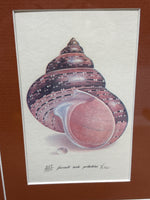 (B) Shell Prints; Signed & Numbered Artist; Lee