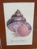 (B) Shell Prints; Signed & Numbered Artist; Lee