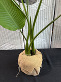 Artificial Bird Of Paradise Plant