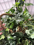Lot Of Artificial Ivy