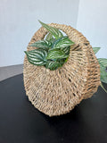 Trailing Ivy in Woven Hanging Basket