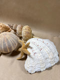 Lot Of Sea Life Items