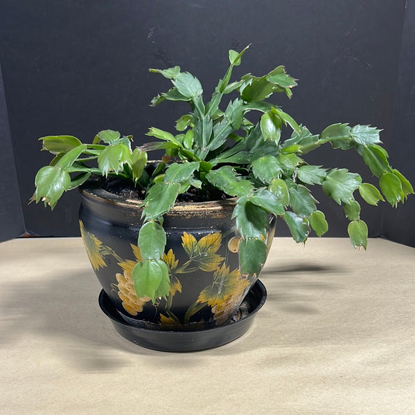 LIVE Christmas Cactus in Black/Gold Planter