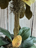 Large Faux Magnolia Topiary