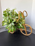 Mid Century Rattan Bike Plant Holder With Artificial Plant