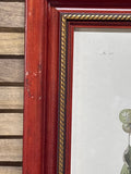 Florida Jay Audubon Print