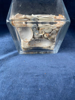 Square Glass Vase w/Seashells