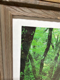 Green Japanese Style Garden Photograph