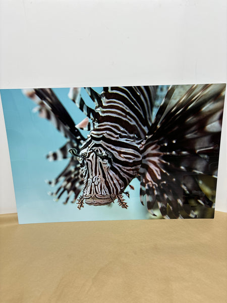 Metal Photo Print of Lionfish