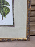 Trillium Botanical Print (B)