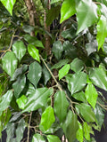 7FT Artificial Ficus Tree in Basket Planter
