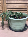 LIVE Christmas Cactus (Needs TLC)