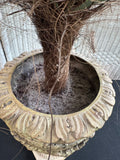 Artificial Pygmy Date Palm in Ornate Resin Urn