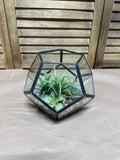 Hexagon Terrarium With Faux Succulents