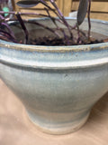 Ceramic Pale Blue Planter with LIVE Purple Heart Plant