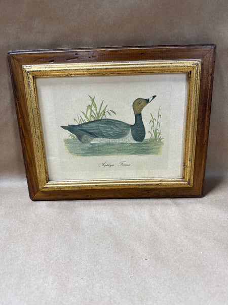 Framed Aythya Ferina Picture