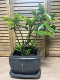 LIVE Aucuba Plant in Speckled Gray Pot with Saucer