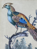 The Painted Pheasant