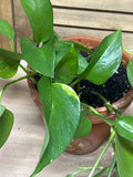 LIVE Pothos in Terra Cotta Pot (F)