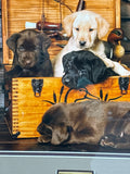 Ducks Unlimited “No Room for Me” Photo Print by Hagen; Signed