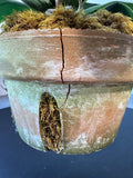 Faux White Orchids in Terracotta Pot