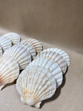 12 Piece Seashells