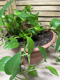 LIVE Pothos in Plastic Pot (M)