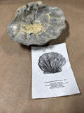 Chesapecten Jeffersonius State Fossil Of VA Scallop Shell