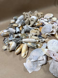 Seashell Lot (A)