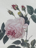 Rose Botanical Print