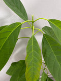 LIVE Avocado Plant in Grey Plastic Pot