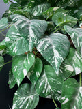 Faux Pothos in Woven Hand Basket