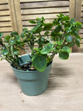 LIVE Kalanchoe House Plant