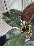 Artificial Calathea in Resin Urn