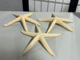 Set of 3 Decorative  10" Star Fish