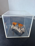 Peruvian Orange Mapwing Butterflies Specimen Art Cube
