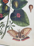 Geiger Tree Botanical Print with Moth by Mark Catesby