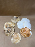 Lot Of 12 Seashells
