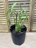LIVE Dumb Cane Houseplant