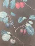 Pomona Britannica Print by George Brookshaw Plate XIV